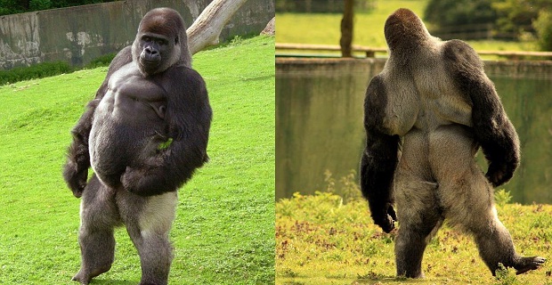 Cilvēkveidīgais gorilla - Ambam