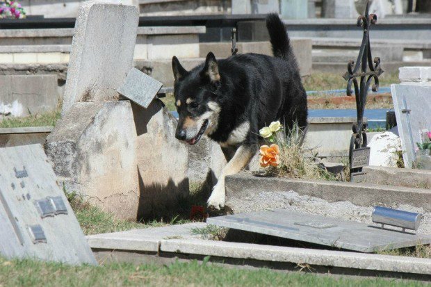 Suns 6 gadus dzīvo pie saimnieka kapa