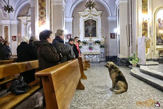 Suns katru dienu iet uz baznīcu